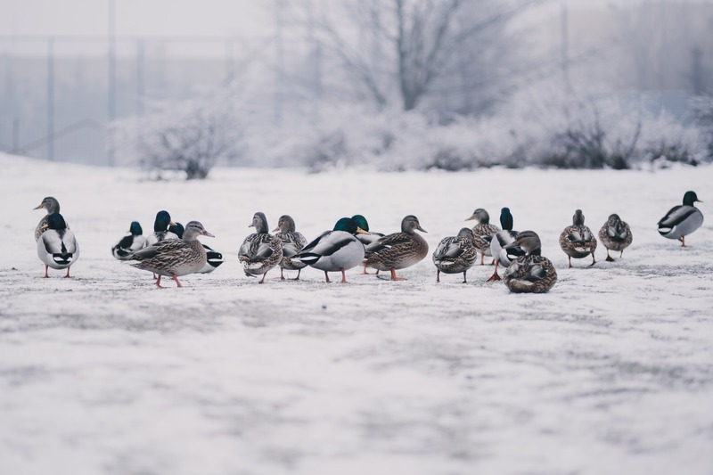Ducks in winter