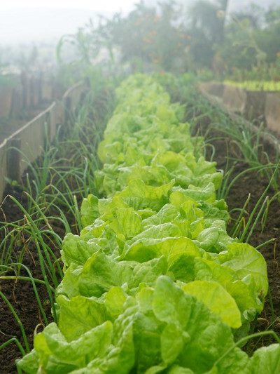 lettuce and onions in raised beds